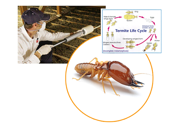 Termites Control