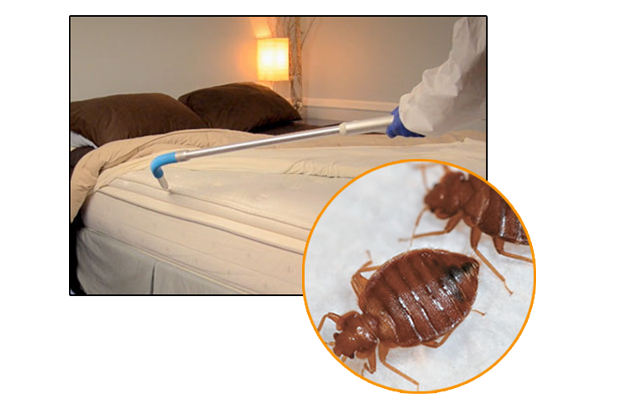 Bed Bugs Control